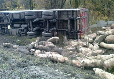 На Полтавщине в ДТП погибли 50 свиней