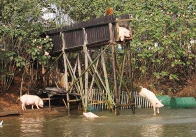 У Китаї в річці виловили майже тисячу мертвих свиней