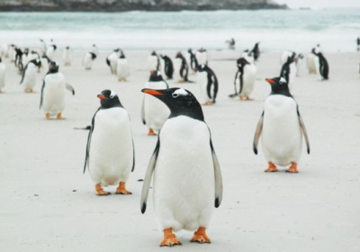 В Атлантичному океані продають острів з пінгвінами та левами: землею 150 років володіла одна родина