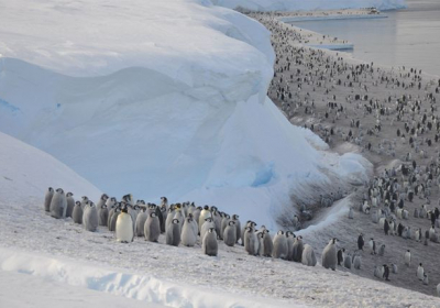 В Антарктиде тысячи детенышей императорских пингвинов утонули в море