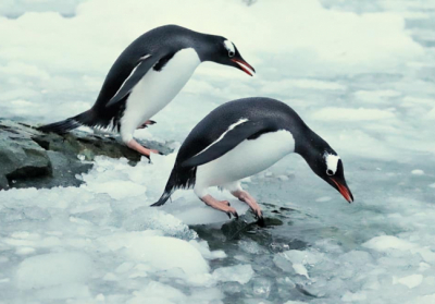 Куди вирушають взимку антарктичні тварини