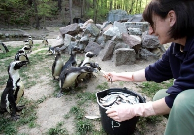 У Гданську думають, як коректно попросити росіян не годувати тварин