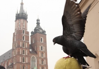 Син російського консула стріляв голубів у Кракові