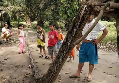 В Индонезии крестьяне съели гигантского питона