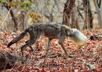 В Индии фотографы спасли волка, который застрял в пластиковом контейнере, - ФОТО