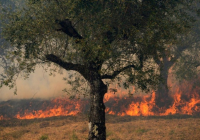 Біля Лісабона вирує масштабна лісова пожежа