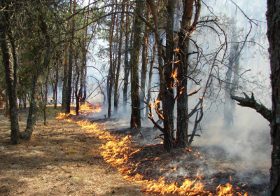 Пожар в Чернобыльской зоне отчуждения до сих пор не потушен - горят 20 гектаров травы