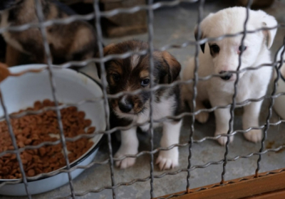Киев направит 4200000 грн на помощь трем приютам для животных