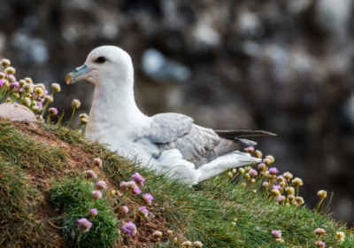 В яйцах птиц северной Арктики впервые обнаружили следы пластика