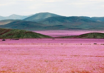 Найсухіша пустеля у Чилі вкрилася рожевим цвітом, - фото