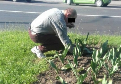 В Ровно патрульные заставили мужчину посадить назад вырванные на клумбе тюльпаны
