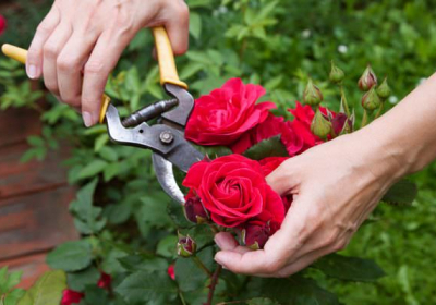 Суд засудив до 3 років в'язниці жителя Києва за крадіжку 11 кущів троянд на 258 грн
