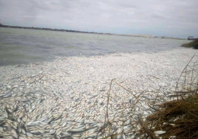 В лимане Азовского моря массово погибла рыба