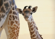 В Дании хотят убить еще одного малыша жирафа