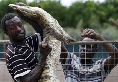 У Південній Африці з ферми втекли 15 тисяч крокодилів