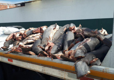 На трассе в Мексике обнаружили около 300 мертвых акул