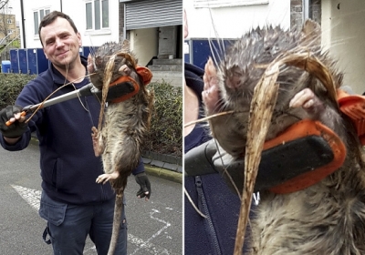 На детской площадке Лондона нашли 11-килограммовую крысу