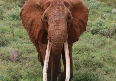 Знаменита слониха з бивнями померла у Кенії. Вона вважалася найбільшою в Африці