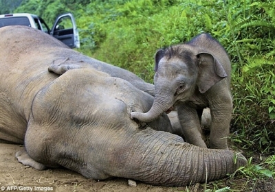 Китай ввел запрет на торговлю слоновой костью