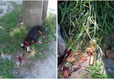 В Киеве водитель накричал на женщину-пешехода и застрелил ее собаку