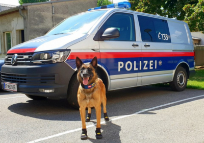 В Австрії через спеку поліцейським собакам видали спеціальні черевички 