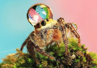 Павуки-джетльмени: маленькі істоти у 