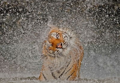 Фото: Ashley Vincent/National Geographic Photo Contest