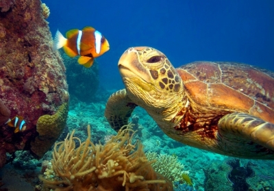 Австралійські черепахи почали їсти вдвічі більше пластику, ніж 30 років тому 