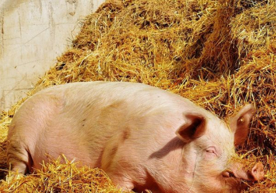Украине грозит дефицит свинины