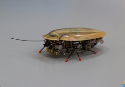 Ждите на Донбассе: российские ученые создали робота-таракана, которым заинтересовались военные