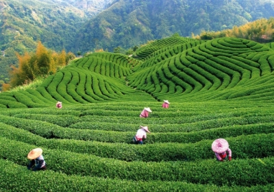 Зелений чай нейтралізує цукор від споживання вуглеводів