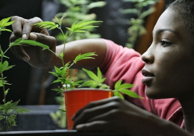 Сміливе рішення: інвестиції у вирощування марихуани