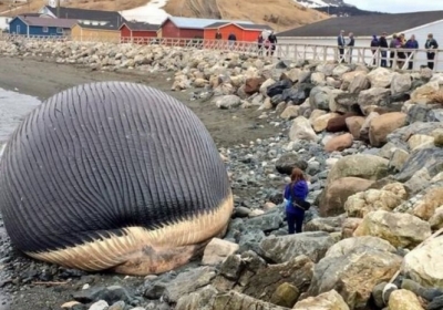 Канадський пляж опинився у небезпеці через тушу кита