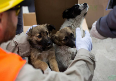 З території Чорнобильської АЕС у США вивезуть 200 бездомних собак

