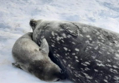 Біля української антарктичної станції народилося двоє тюленят