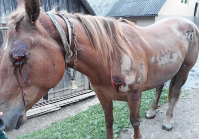 Мужчина, которого обвинили в жестоком обращении с лошадью, опровергает факт насилия