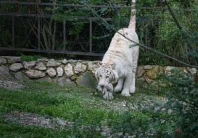 У Тбілісі вбили тигра-альбіноса, який загриз людину