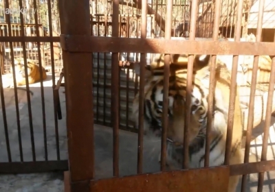 Клименко держал у себя дома амурских тигров и карпатских медведей, - видео