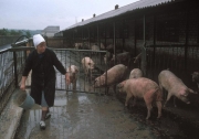 Донецк. Колхозная ферма шахтеров, которая обеспечивает их едой. 1988 год. (Bruno Barbey)