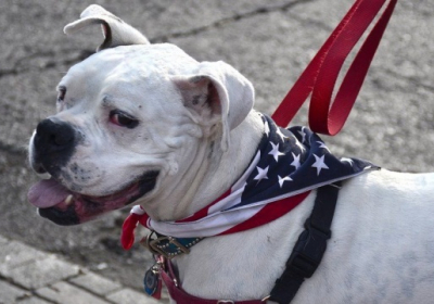 США запрещают ввоз собак из Украины и еще сотни стран