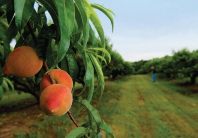 Щедрий врожай в Криму втричі обвалив ціни на персики