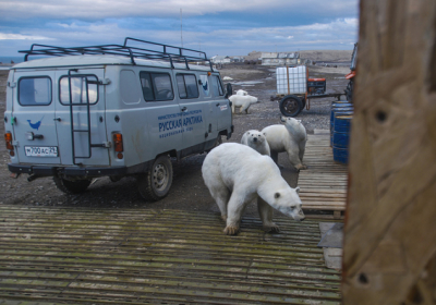 На архипелаге Новая Земля введено чрезвычайное положение из-за нашествия медведей