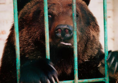 У Росії ведмідь втік із зоопарку та вбив пенсіонера