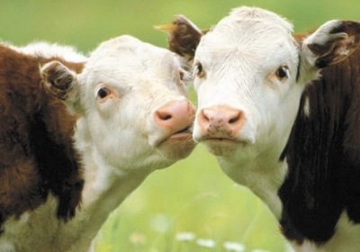 Швейцарці на референдумі вирішать, чи залишати коровам роги