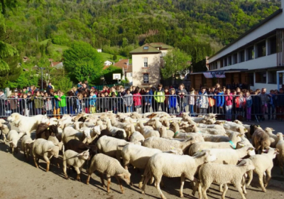 В начальную школу во Франции записали 15 овец