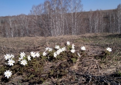Весна в Сибіру (фото)
