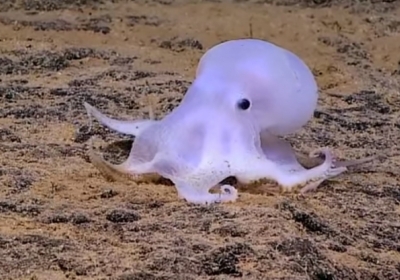Исследователи обнаружили на Гавайях неизвестного науке осьминога-призрака