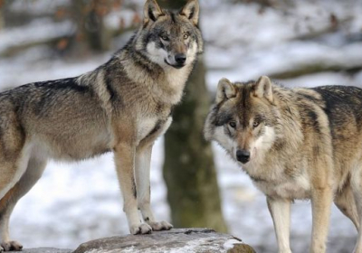 У Європі збільшується популяція хижаків, найбільше — вовків