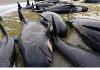 400 китов выбросились на берег в Новой Зеландии, - ФОТО