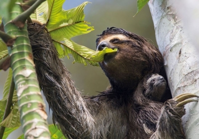 Заповідник лінивців у Коста-Риці